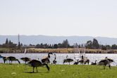 Shoreline Park, Mountain View