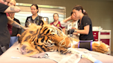 How do tigers at the Nashville Zoo get exams?