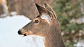 Outdoor Insights: No evidence CWD has jumped the species barrier, but don't take foot off the gas in CWD management, proper venison handling - Outdoor News