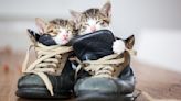 Why Do Cats Like Shoes So Much? Vets Reveal the Reason for Their Quirky Obsession