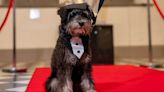 'Pet-ificates' handed out at Queen's graduation ceremony