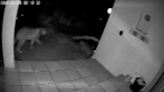 Large mountain lion caught on camera strolling through yard in California