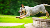 Australian Cattle Dog Shows off Trick That Should Land Him in the Record Books