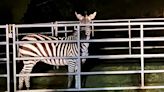 'It was quite a show': Escaped zebra caught in Washington yard after 6 days on the run