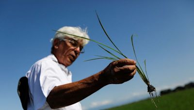 Venezuela's rice, corn production rise as buyers loan farmers supplies