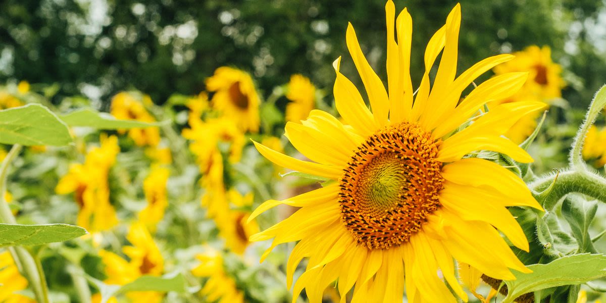 Want Big, Beautiful Blooms? Here's Exactly When You Should Plant Your Sunflowers