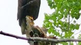 Nature photographer spots bald eagle