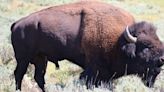 Yellowstone releases final draft of bison plan amid protest, praise