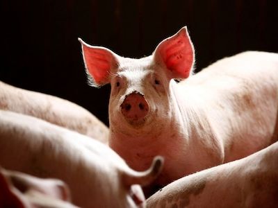 Deadly African Swine Fever outbreak in Kerala's Thrissur district: All you need to know - CNBC TV18