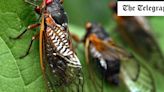 Listen: US hit by “cicada-geddon” as broods emerge from underground in rare double event