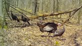 Gobblers are unforgiving, but turkey hunting transcends success, failure: Outdoors column