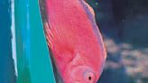Museum creature feature: Bright-red fish sits as often as it swims