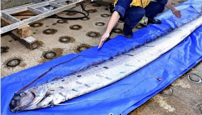 台東漁民強震後「捕獲22.8kg地震魚」 民眾驚呼：不要再有地震了