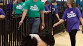 Individuals with disabilities work with pigs at Dubuque County Fair event