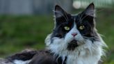 Bird Watching Maine Coon Cat Is Totally Mesmerized After Spotting First Kookaburra