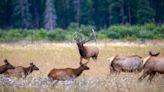 Rocky Mountain National Park closing meadows Sept. 1 to protect mating elk