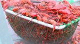 Mudbug Madness to celebrate 40 years of crawfish revelry
