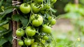 5 tips to ripen green tomatoes