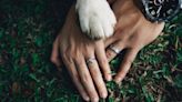 Golden Retriever’s Excitement Over Being Parents’ Ring Bearer Is Contagious