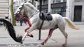 Vídeo: Varios caballos militares se desbocan dejando cuatro heridos