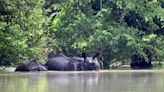 Assam flood: 31 animals die, 72 rescued from floodwater in Kaziranga National Park