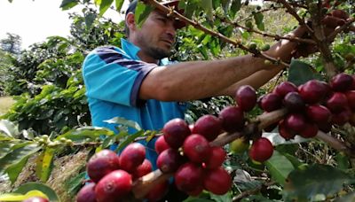 Federacafé resalta resultados del primer semestre: producción del grano repuntó en el 16%