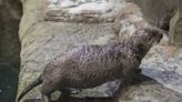 Shedd Aquarium’s rescued sea otter pup finally has a name