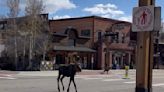 Video shows young moose wandering along Frisco Main Street, exciting onlookers, spooking dog owner