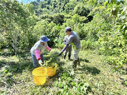 台中分署輔導林農種植土肉桂 打造台灣林業新價值 - 臺中市