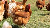 Que imposto é esse: Reforma tributária: deputados avaliam isenção para frango; indústria tenta frear benefícios
