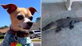 Rescue Chihuahua "hunted" by alligator in most Florida story ever