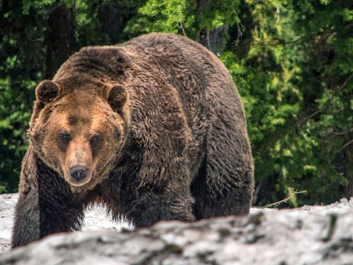 Man seriously injured in grizzly bear attack at Grand Teton National Park
