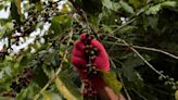 La cosecha de café de Brasil en 2023 aumentará casi un 8% respecto al año anterior: Conab