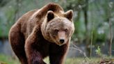 Viewers watching livestream bear cam spot lost hiker at Alaska national park