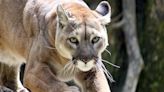 Mountain lion warning issued in California city