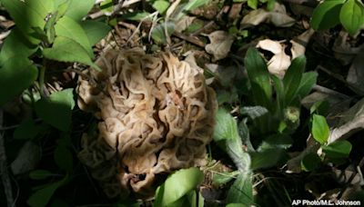 Morel mushroom season: What foragers need to know