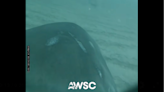 Video on dorsal fin shows great white shark swimming off coast of Hilton Head