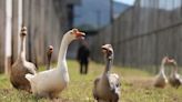 Even Hardened Convicts Are No Match for These Guard Geese