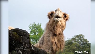 病痛纏身！木柵動物園26歲高齡單峰駱駝「玉葉」 不幸身亡│TVBS新聞網