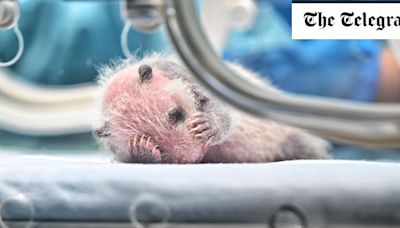 Pictured: Baby giant panda born in China