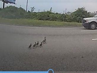 CT State Police, others save ducks stuck on Interstate 91 in Hartford. See the rescue.