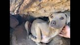 Dehydrated dog blended in with the dirt — until Arizona hiker spots her ‘bright eyes’