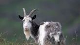 Ancient wild goat added to rare breeds watchlist to support conservation