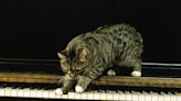 Man Teaches Cat and Labrador Retriever How to Play Piano and It’s Noteworthy