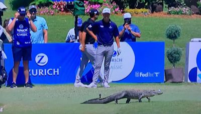 Play at the Zurich Open in New Orleans halted as ALLIGATOR walks across grass