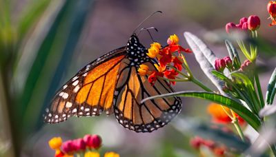 Oklahoma’s monarchs get a fresh boost with new nonprofit