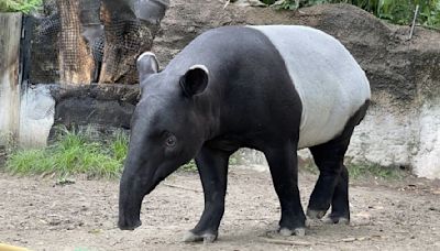 日本馬來貘「英雄」抵台亡 初判死因為熱緊迫