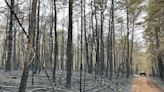 Fueled by dead trees, wildfire in Queen's River Preserve was largest in RI since 1942