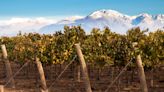 How to Find the Best Wines From Argentina