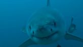Rare sighting of great white shark off Alabama coast